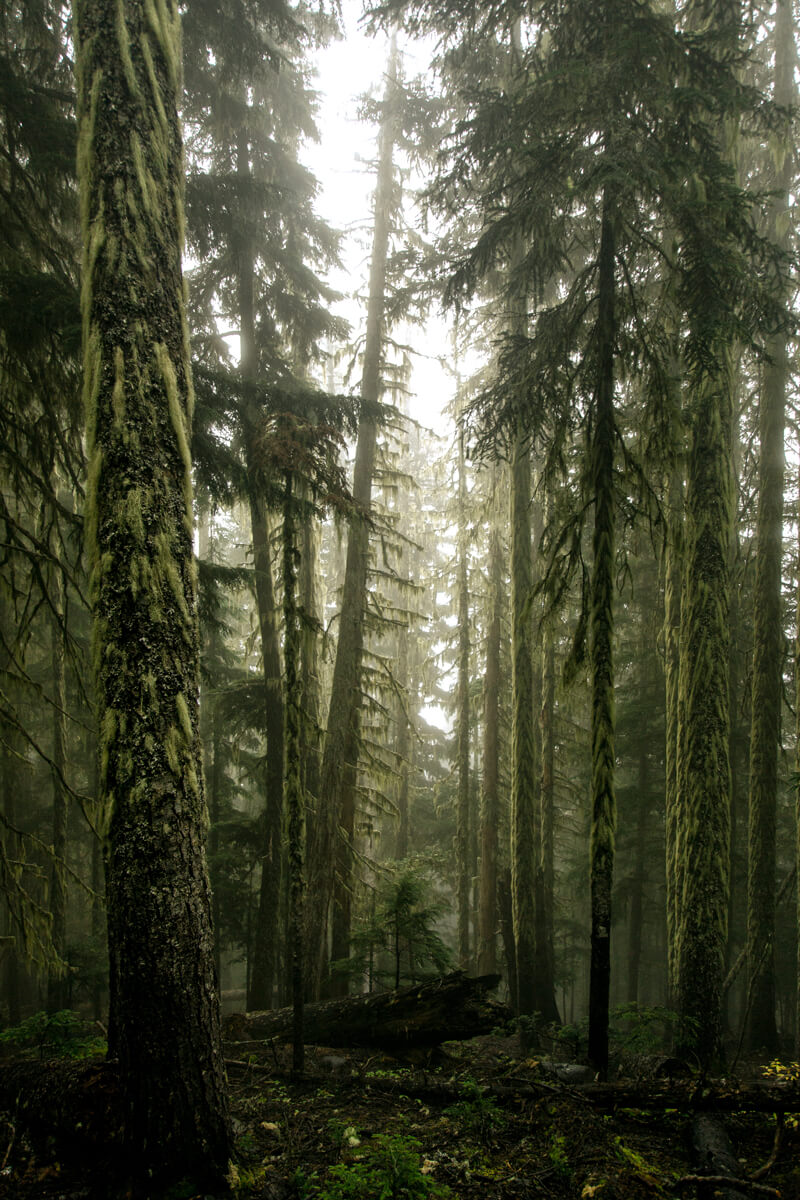 Les magnifiques arbres de la Colombie-Britannique montrant toutes sortes de teintes de verts.