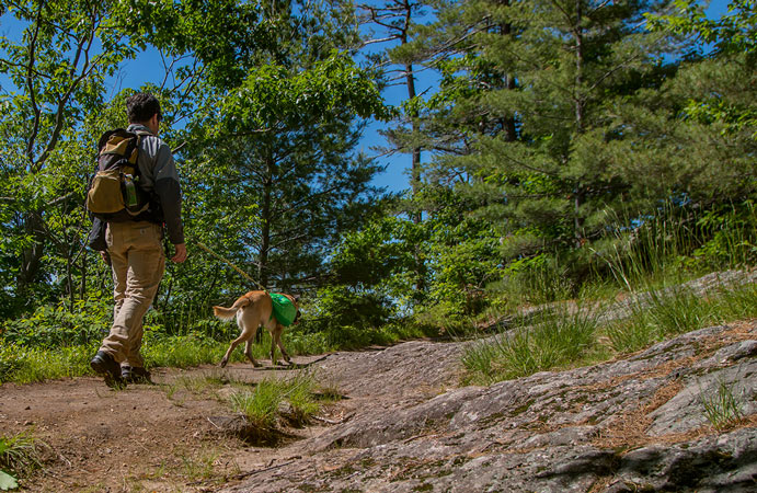 Le doyen Campbell marchant avec son chien lors d'une randonnée sur le sentier des Loups dans le parc de la Gatineau